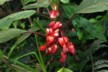 Exotic red flower