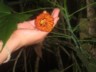 Gabby flower but what is it called