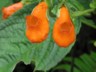 Ladies slipper