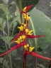 Platanos