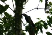 Plate-billed mountain toucan