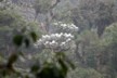 Silver leaved trees where the toucans feed