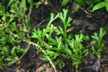 Small fern with smooth leaves
