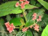 Small plant in the cloud forest