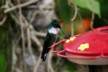 A collared Inca
