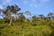 A mass of bamboo