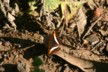 A pretty butterfly