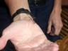 A stick insect on Bill's wrist