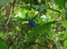 A turquoise jay