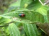Cloudforest beetle