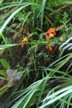 Crocosmia - used to be known as Mombretia - aka Peruvian liliy
