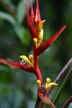 Heliconia 2