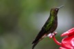 Hoary Puffleg
