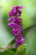 Orchid 3
