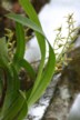 Orchid 4