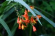 Peruvian lily