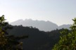 Pichinchia from Bellavista
