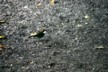 Sparrow