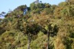 Two silver leaved trees