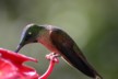 White necked Jacobin