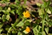 Yellow astor