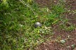 A baby tortoise