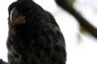 Finch showing seed beak