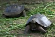 The first two giant tortoises we saw on San Cristobal