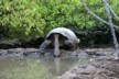 The third giant tortoise on San Cristobal