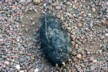 Tortoise turd