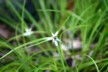 Umbrella grass