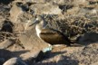 A blue-footed booby