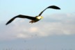A flying albatross