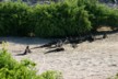 A group of marine iguanas