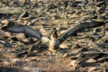 A juvenile albatross trying to fly