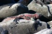 A marine iguana