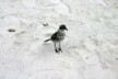 A mocking bird