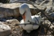 A nesting Nazca booby