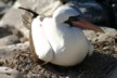 A nesting Nazca booby protecting egg with right foot