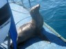 A seal-lion on the end of our boat