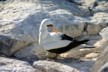 Another nesting Nazca booby