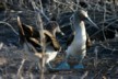 Blue-footed boobies