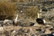 Courting albatrosses 1