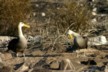 Courting albatrosses 2