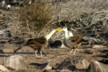 Courting albatrosses 4