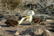 Courting albatrosses 5