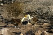 Courting albatrosses 5a
