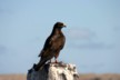 Galapagos hawk