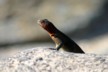 Lava lizard - female