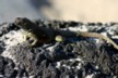 Lava lizard - male